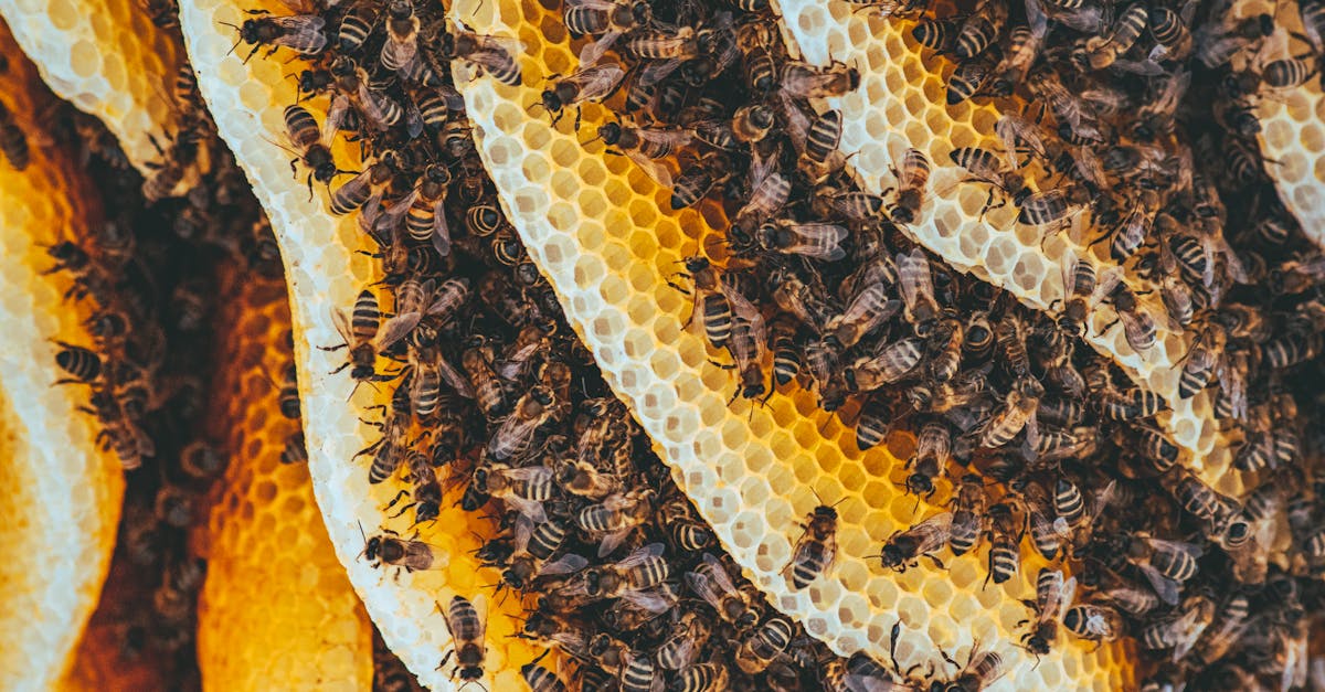 découvrez l'apiculture, un art ancestral qui consiste à élever des abeilles pour produire du miel, préserver la biodiversité et favoriser la pollinisation. conseils pratiques, techniques et bienfaits.
