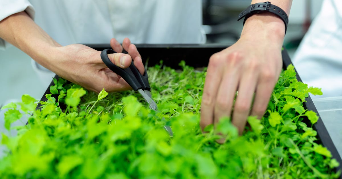 découvrez le métier de botaniste, expert des plantes et de la biodiversité : formation, missions, débouchés et conseils pour travailler dans la botanique.