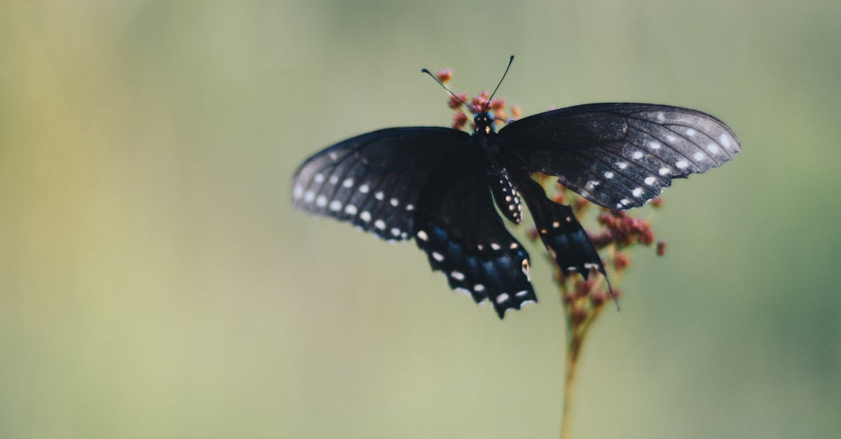 découvrez le métier de botaniste, spécialiste des plantes et de la biodiversité. explorez leur rôle dans l'étude, la protection et la conservation des espèces végétales.