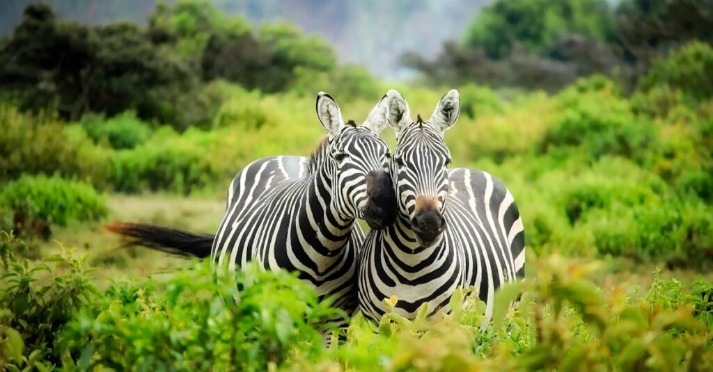 découvrez des conseils et des méthodes efficaces pour la conservation des aliments, des objets ou des œuvres d’art. prolongez la durée de vie de vos biens grâce à des astuces de conservation adaptées à chaque besoin.
