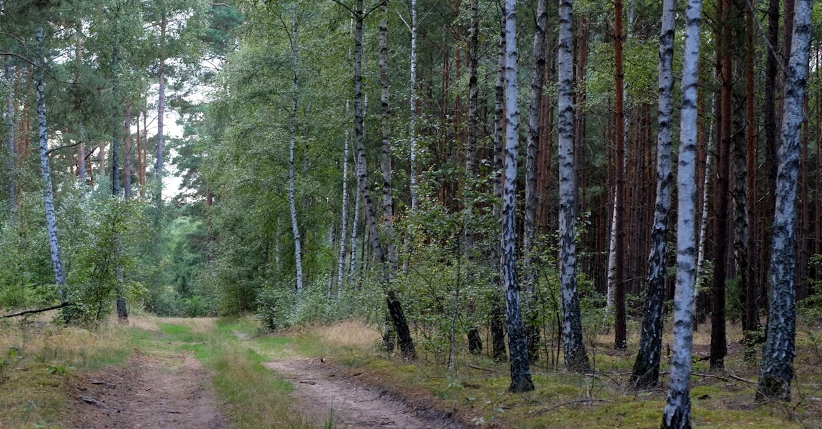 découvrez le métier de technicien forestier : missions, compétences requises et perspectives d’emploi pour protéger et gérer durablement les espaces forestiers.