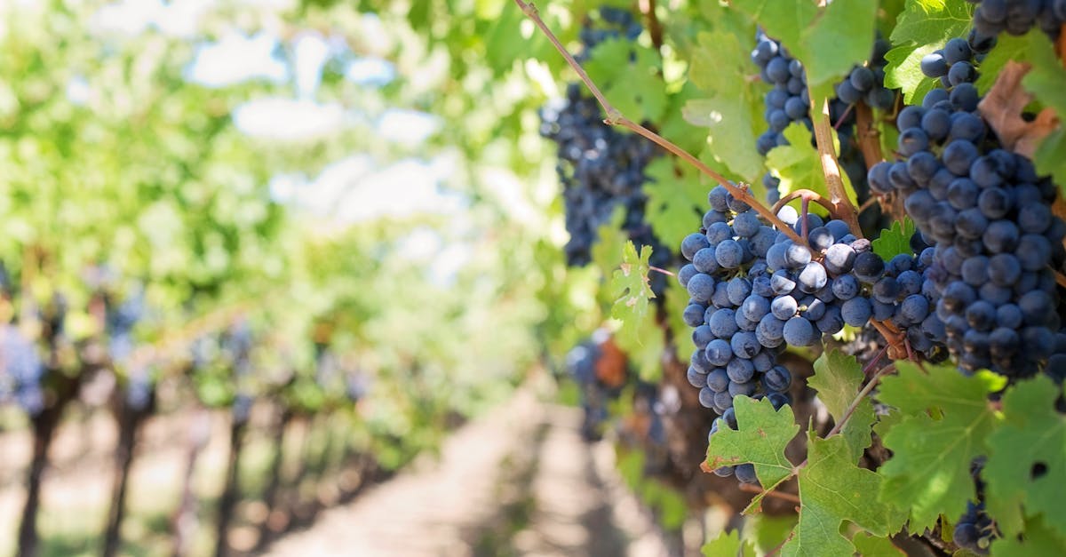 découvrez l’univers de la viticulture : pratiques, techniques, actualités et conseils pour cultiver la vigne, produire du vin et valoriser votre terroir avec passion.