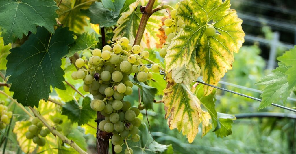 Découverte du métier de viticulteur et viticultrice découvrez l'univers de la viticulture : techniques de culture de la vigne, cépages, conseils pour produire du vin de qualité et actualités du secteur viticole en france et dans le monde.