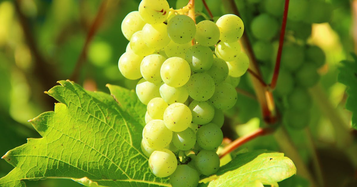 découvrez la viticulture : histoire, techniques de culture de la vigne, terroirs, cépages et méthodes de production du vin pour comprendre cet art ancestral et ses enjeux actuels.