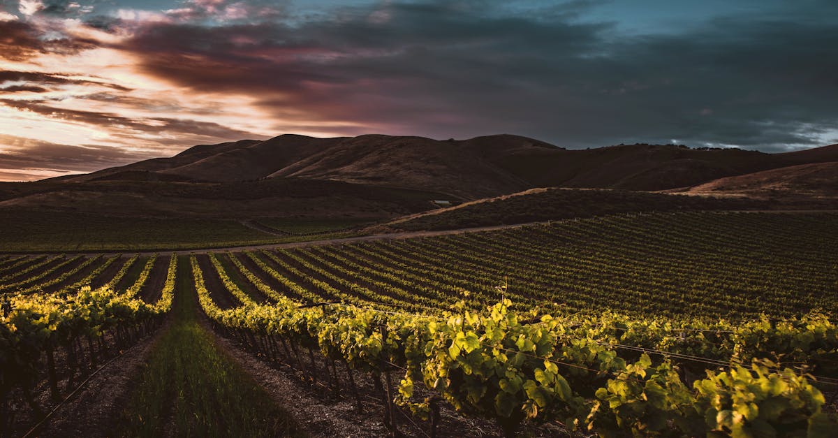 découvrez tout sur la viticulture : techniques de culture de la vigne, conseils pour produire un raisin de qualité et actualités du monde du vin. initiez-vous à l'art et la science du vignoble.