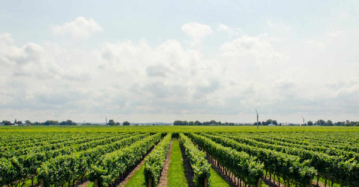 découvrez l’univers de la viticulture : techniques de culture de la vigne, cépages, terroirs, innovations et conseils pour produire ou apprécier le vin. guide complet pour passionnés et professionnels.