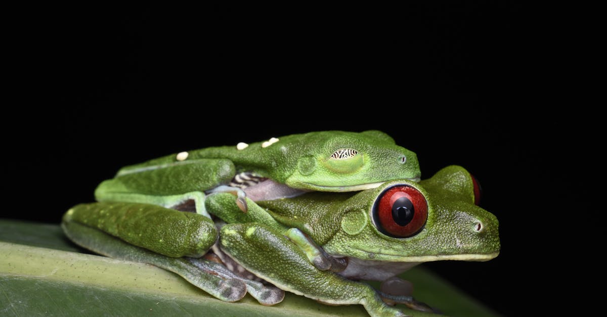 découvrez le métier de zoologiste : rôle, missions, formations, compétences requises et perspectives de carrière dans l'étude des animaux et de la faune.