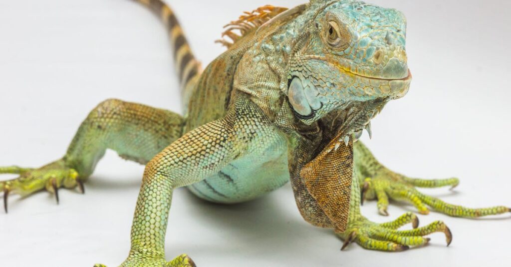 découvrez le métier de zoologiste : formation, missions et débouchés. explorez l'univers de la zoologie, l'étude des animaux et de leur environnement.
