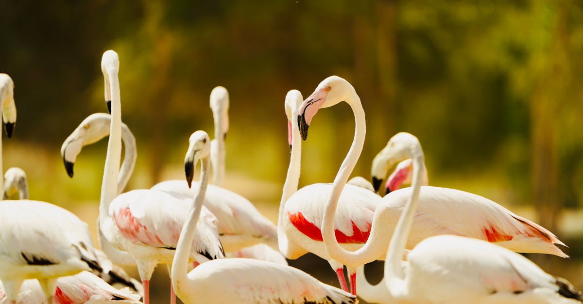 découvrez le métier de zoologiste : formation, missions et compétences nécessaires pour étudier les animaux et leur environnement. explorez les opportunités de carrière en zoologie.
