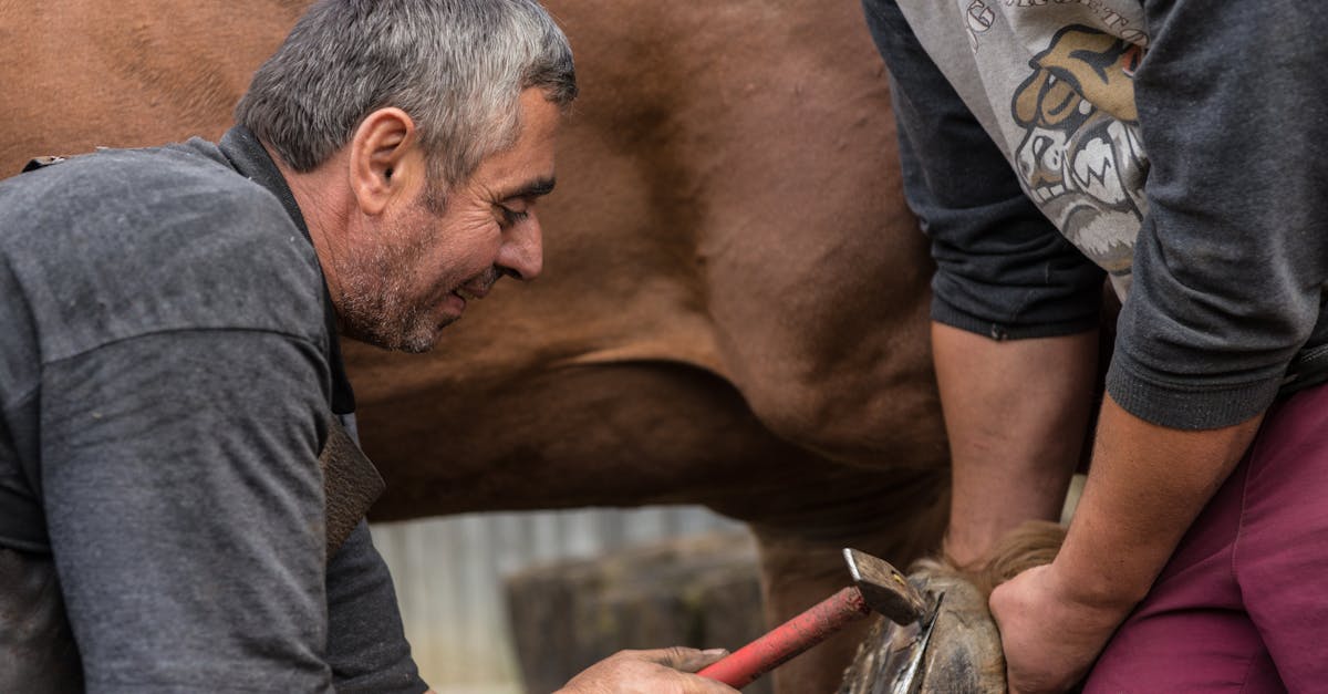 découvrez tout sur le métier de farrier : compétences, outils, formation et conseils pour assurer le bien-être et la santé des chevaux grâce à des soins professionnels de la ferrure.