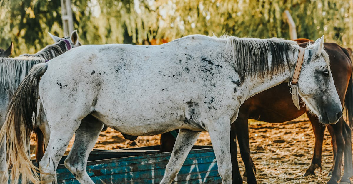 découvrez le métier de maréchal-ferrant : ses missions, ses compétences et son rôle essentiel auprès des chevaux. tout savoir sur la ferrure, les soins et la formation en maréchalerie.
