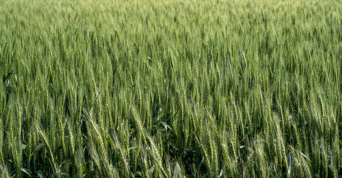 découvrez l'essentiel de la réglementation alimentaire : lois, normes et bonnes pratiques pour assurer la sécurité et la qualité des aliments, de la production à la consommation.