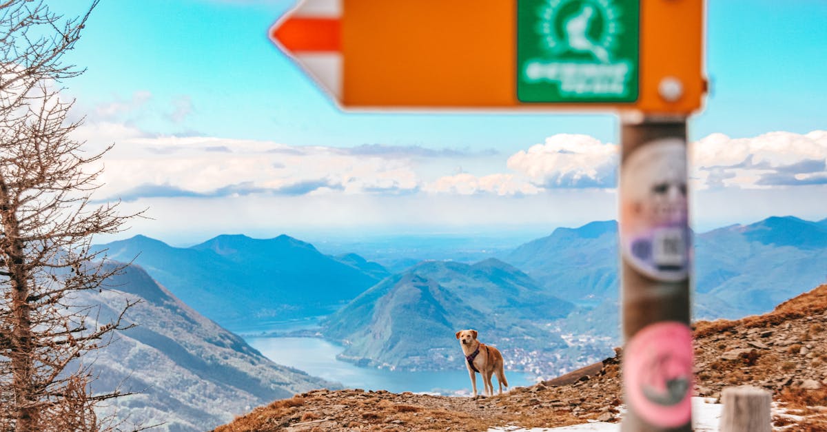 découvrez comment devenir éducateur de chiens guides d’aveugles : missions, formations, compétences nécessaires et conseils pour réussir dans ce métier passionnant au service de l’autonomie des personnes malvoyantes.