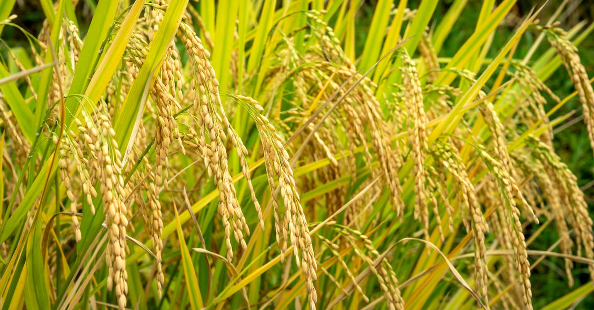 découvrez le rôle essentiel de l'agronome dans l'amélioration des pratiques agricoles, la gestion durable des cultures et la protection de l'environnement.