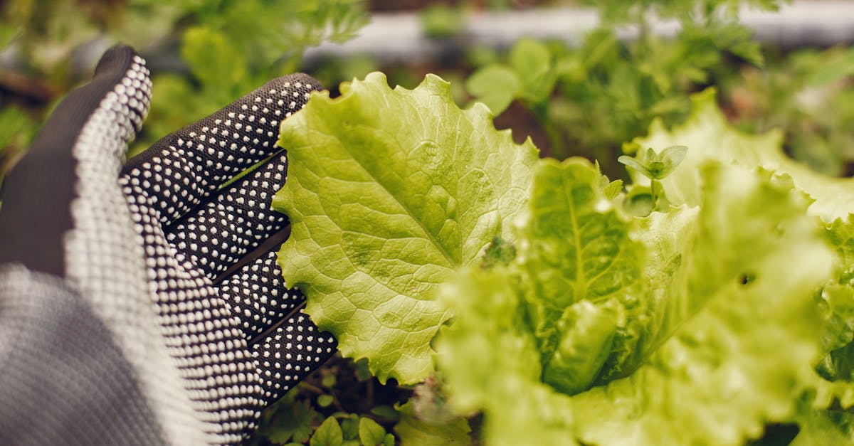 découvrez le métier d'agronome : expert en agriculture durable, il optimise la production agricole tout en respectant l'environnement.