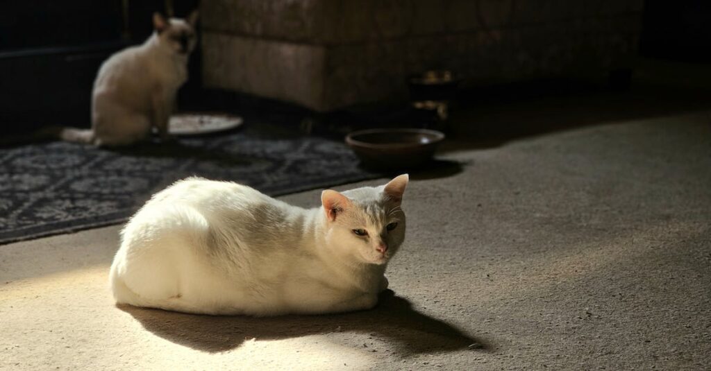 exploration du fonctionnement de l’indivision des biens découvrez tout sur la copropriété : droits, obligations et gestion efficace pour une co-propriété harmonieuse.