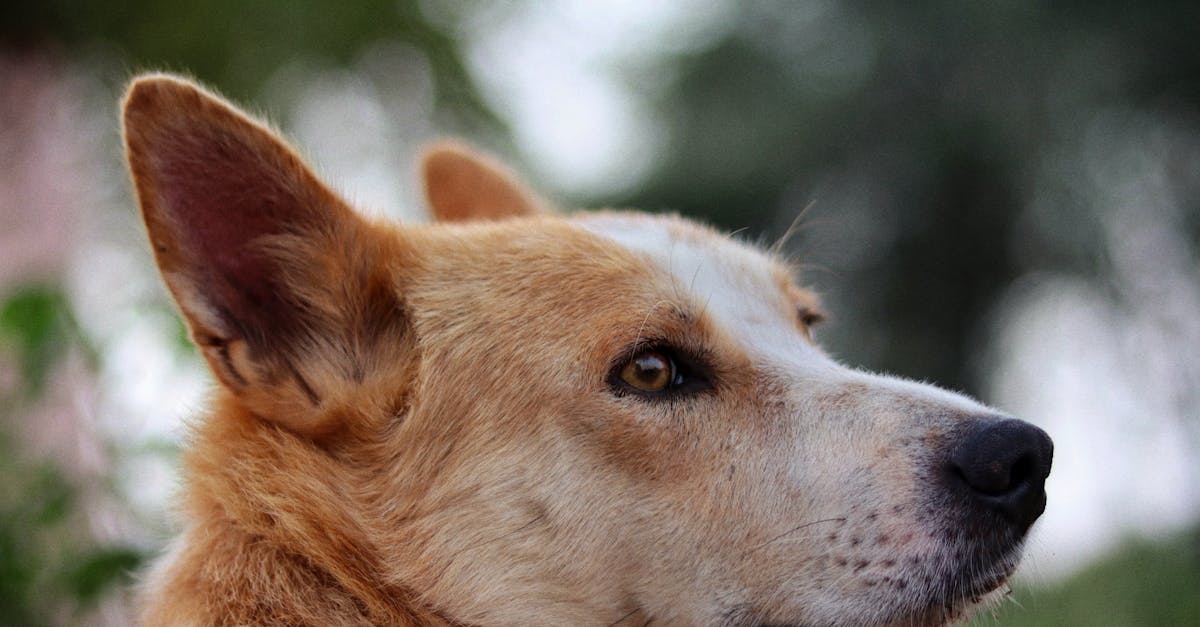 découvrez les clés du succès en tant que pet sitter et développez votre activité avec nos conseils pratiques et astuces professionnelles.