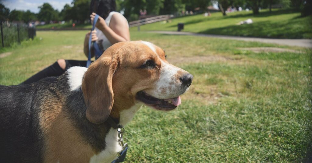 découvrez comment réussir en tant que pet sitter grâce à nos conseils pratiques et astuces pour offrir le meilleur service à vos clients et leurs animaux.