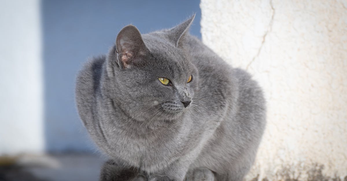 découvrez les clés du succès pour devenir un pet sitter professionnel et offrir les meilleurs soins à vos animaux de compagnie.