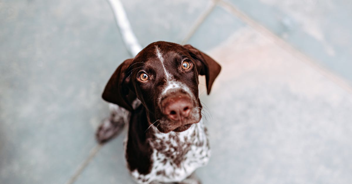 découvrez comment réussir en tant que pet sitter avec nos conseils pratiques, astuces et stratégies pour offrir un service de qualité et fidéliser vos clients.