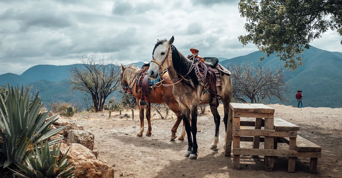 découvrez l'art des selliers : fabrication et réparation de selles, équipements équestres de qualité pour cavaliers passionnés.