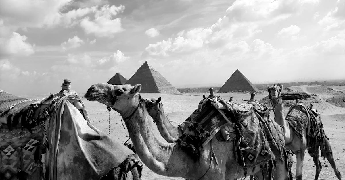 découvrez l'artisanat des selliers : création et réparation de selles de haute qualité pour équitation, alliant tradition et confort.