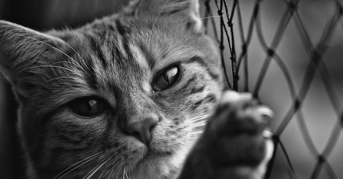 découvrez ce qu'est un créancier garanti, ses droits et son rôle dans les procédures financières pour assurer le remboursement des dettes grâce à des garanties spécifiques.