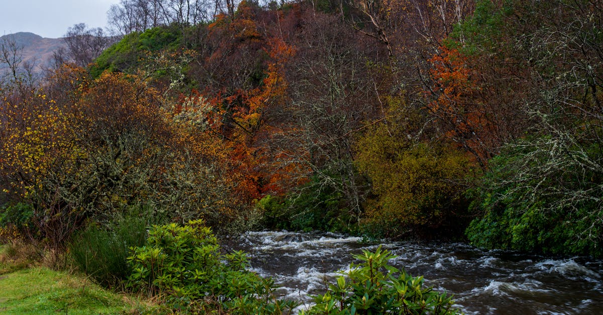 compte courant d'actionnaire : gérez les avances et les transactions financières entre l'actionnaire et la société en toute simplicité.