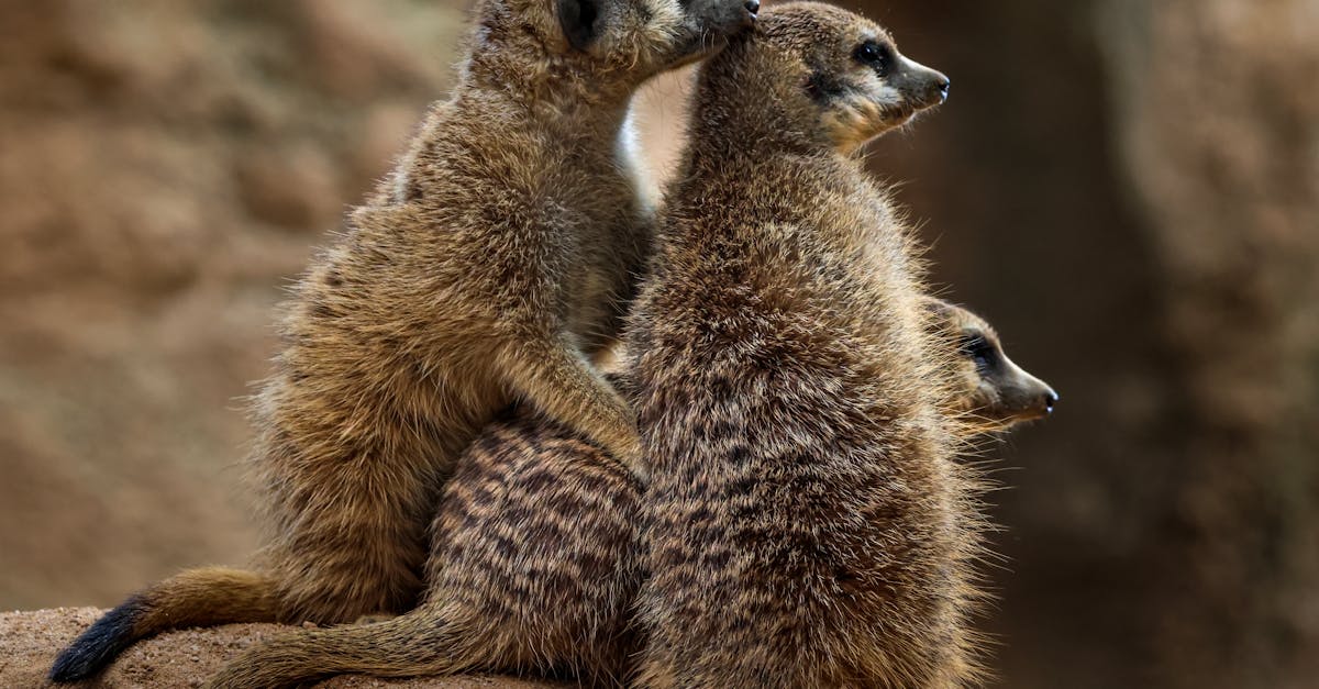 découvrez tout ce qu'il faut savoir sur les cotisations sociales : définitions, calculs, et impact sur les revenus et la protection sociale en france.