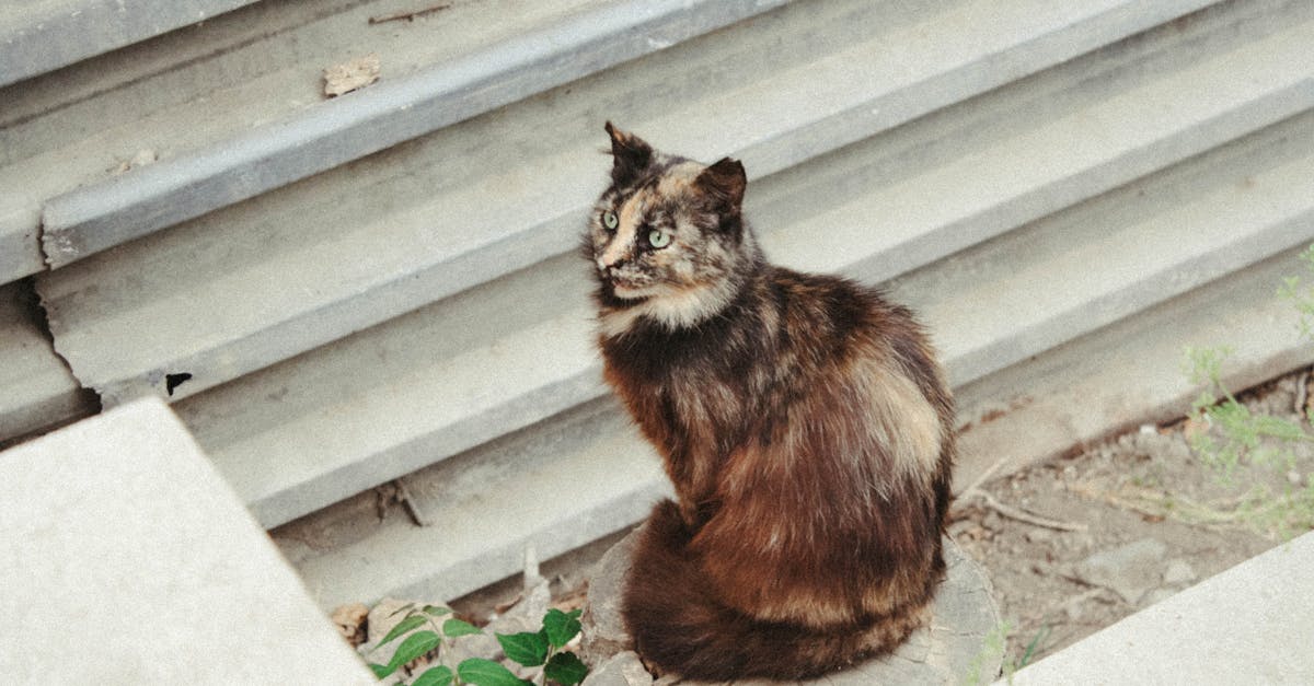 découvrez les étapes essentielles pour devenir plombier indépendant : formation, obtention des certifications, acquisition d'expérience, création d'entreprise et conseils pour réussir dans ce métier.