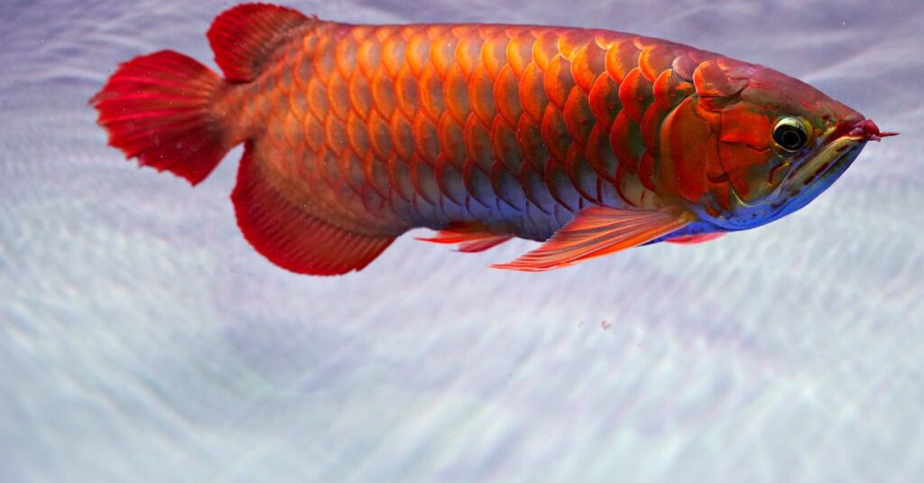 découvrez tout sur l'aquaculture : techniques, avantages et enjeux pour une production durable de poissons et fruits de mer.