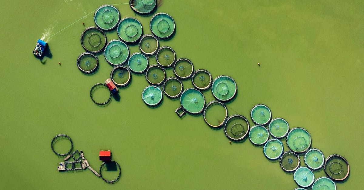 découvrez l'aquaculture, une méthode durable d'élevage des poissons, crustacés et algues pour répondre aux besoins alimentaires tout en préservant les écosystèmes marins.