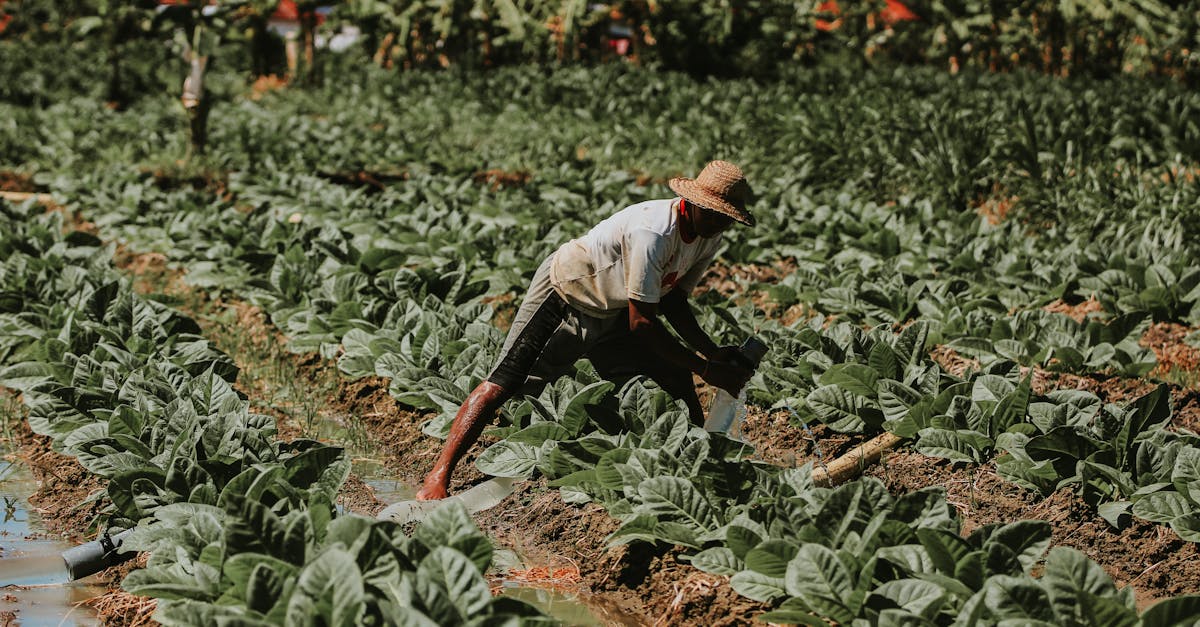 une zone de chalandise désigne la région géographique d'où proviennent la majorité des clients d'une entreprise ou d'un établissement, essentielle pour optimiser la stratégie commerciale et la localisation.