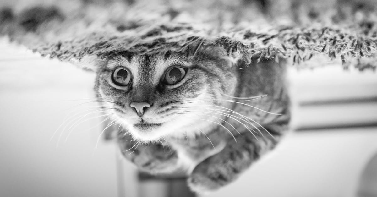 découvrez le rôle essentiel de chef de rang, responsable de la coordination du service en salle, garantissant une expérience client exceptionnelle dans la restauration.