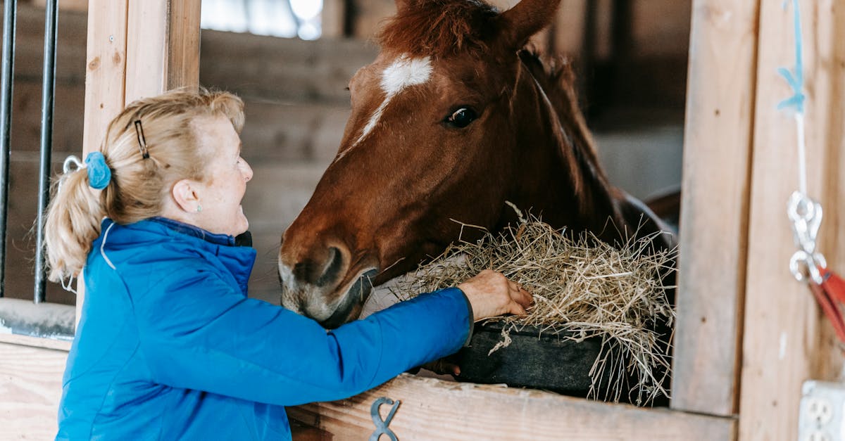 découvrez les services d'un entraîneur de chevaux professionnel pour améliorer la performance et le bien-être de votre cheval.