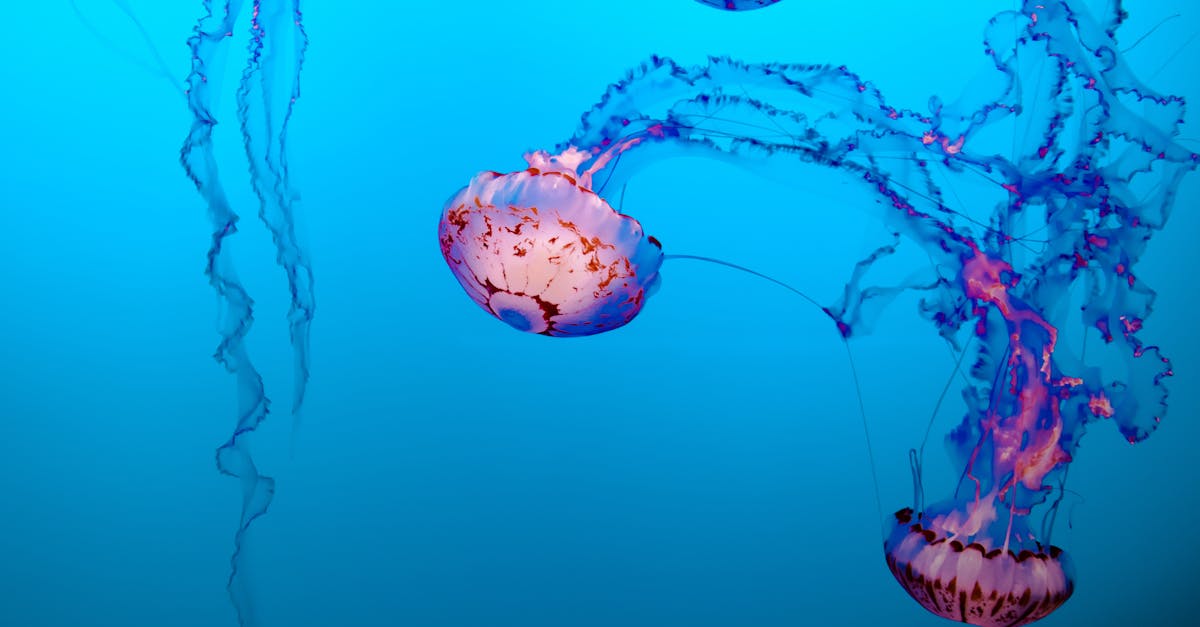 découvrez les mystères de l'exploration marine : plongez dans les profondeurs, explorez la vie sous-marine et comprenez l'importance de la conservation des océans.