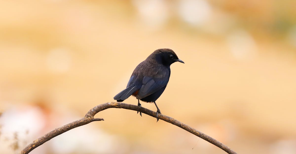 améliorez vos images avec notre service professionnel de retouche photo. donnez vie à vos souvenirs grâce à une correction précise et créative.