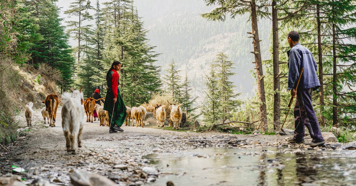 découvrez tout sur les bergers : leur rôle, leur histoire et leur importance dans l'élevage.