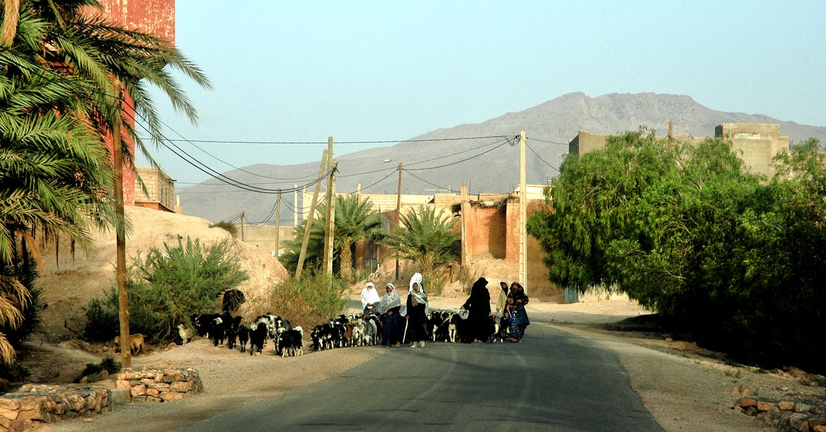 découvrez tout sur les shepherds : histoire, caractéristiques et conseils pour mieux comprendre et apprécier cette race polyvalente et fidèle.