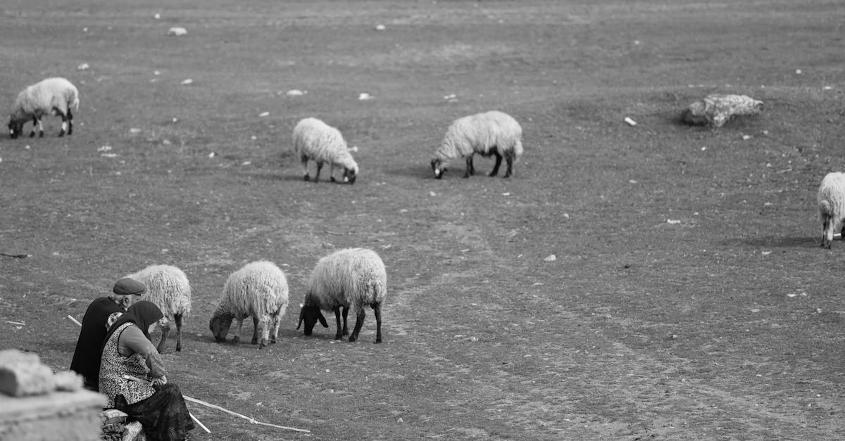 découvrez tout sur les bergers : leur rôle, leur histoire et leur relation avec les troupeaux.