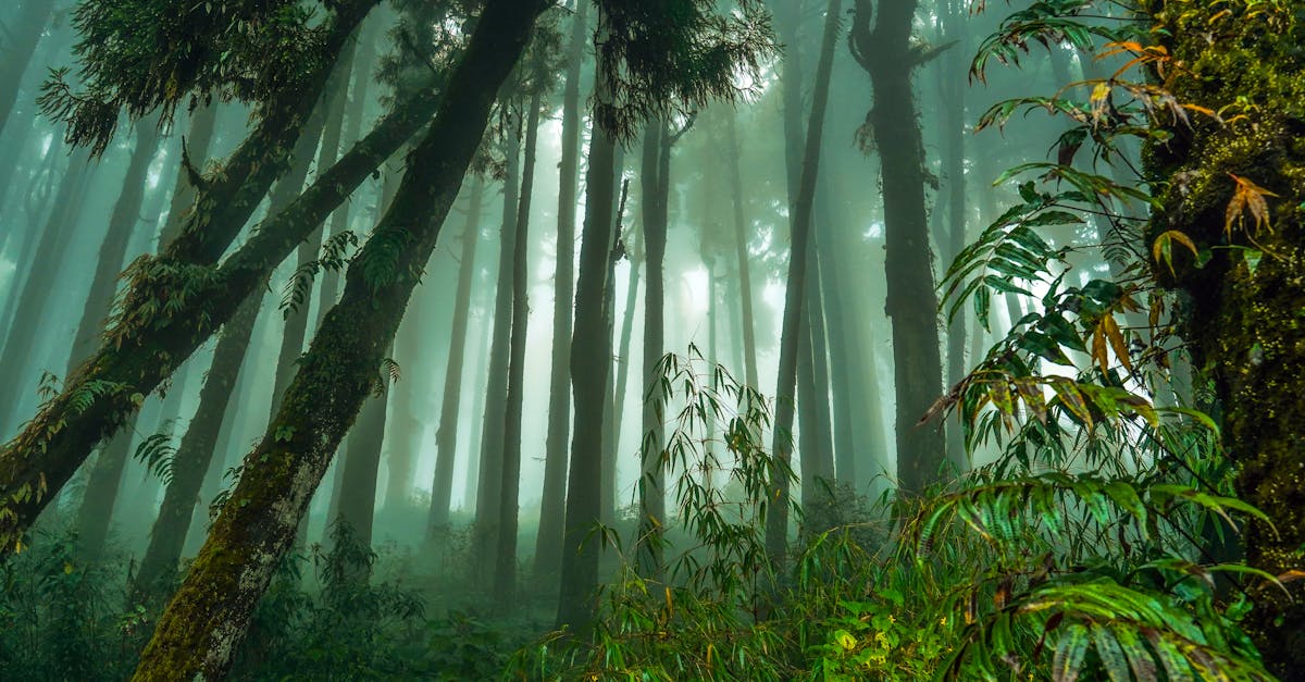 découvrez tout sur l'aspa, l'allocation de solidarité aux personnes âgées, une aide financière destinée à garantir un revenu minimum aux personnes âgées en france.