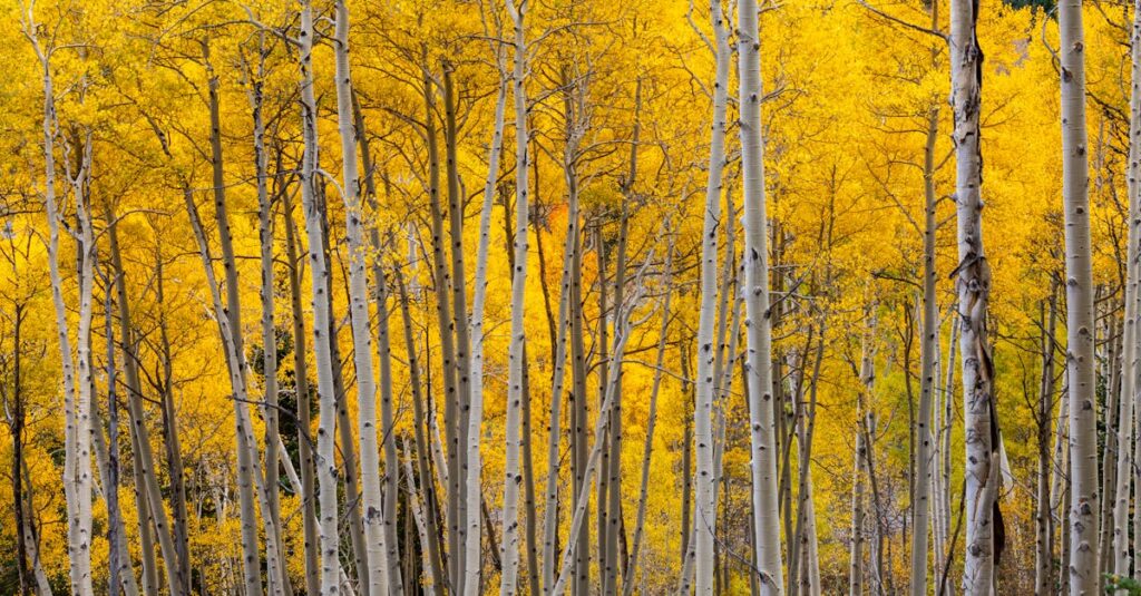 Aspa : tout ce qu’il faut connaître sur cette allocation en 2025 découvrez tout sur l'aspa, l'allocation de solidarité aux personnes âgées, une aide financière destinée aux personnes âgées pour assurer un revenu minimum.