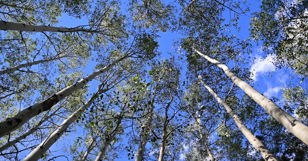 découvrez l'aspa, l'allocation de solidarité aux personnes âgées, une aide financière destinée à garantir un revenu minimum aux seniors en france.