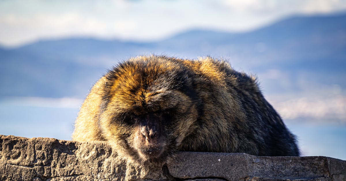 découvrez l'association ape code, une organisation dédiée à la promotion et au soutien des initiatives locales et culturelles.