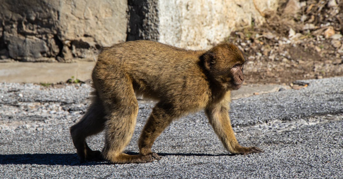 découvrez l'association ape code, une organisation dédiée à la promotion du codage et de l'informatique pour tous les âges. rejoignez-nous pour des ateliers, événements et ressources pédagogiques innovants.