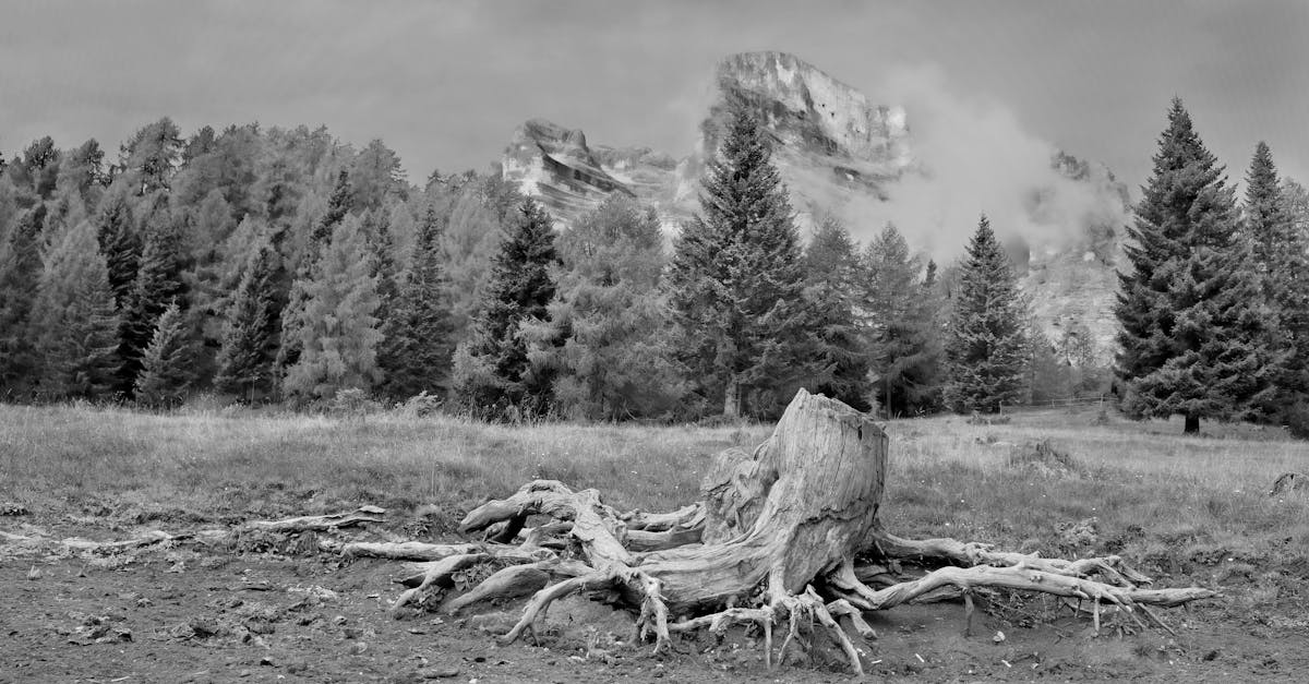 découvrez les services d'un guide de montagne expérimenté pour des aventures en pleine nature en toute sécurité.
