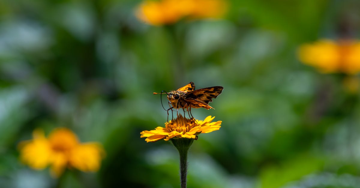 découvrez le monde des skippers, experts de la navigation en mer, passionnés par la voile et l'aventure maritime.