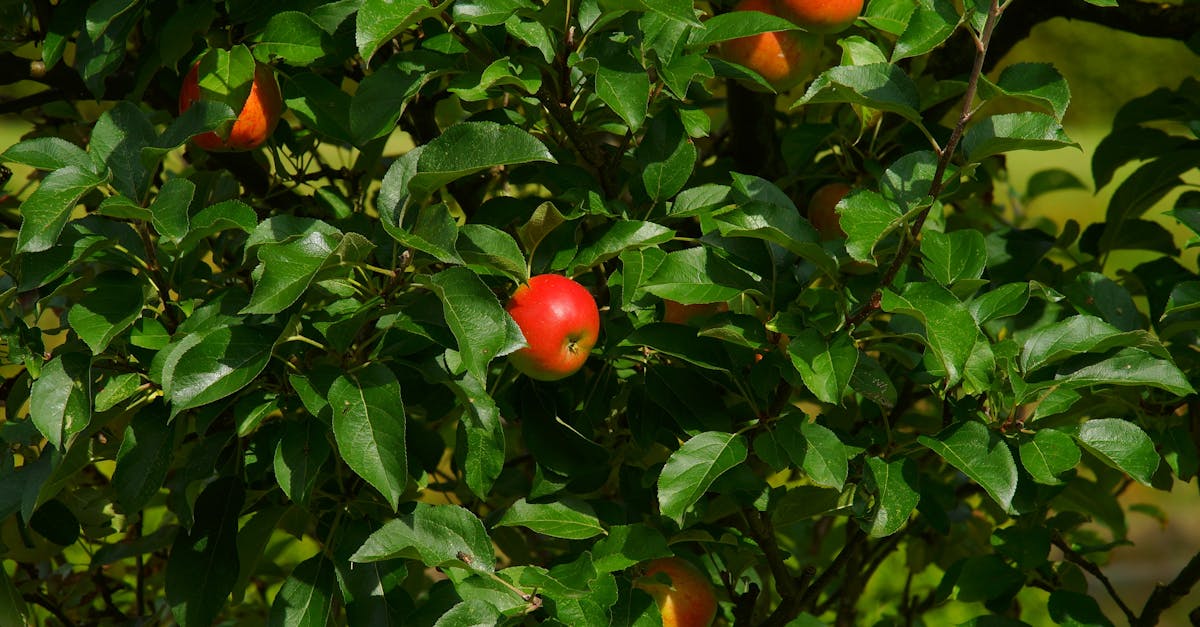 découvrez le métier de webmaster : gestion de sites web, optimisation seo, maintenance technique et création de contenus pour une présence en ligne efficace.