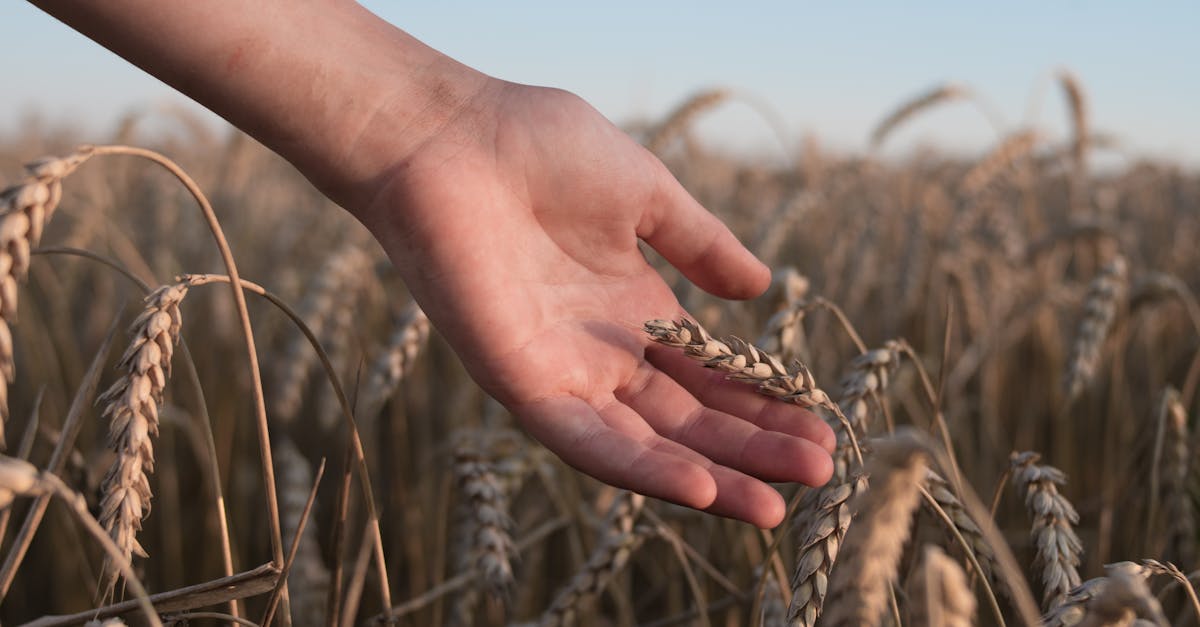 ingénieur commercial agroalimentaire spécialisé dans la vente de solutions techniques et innovantes pour le secteur agroalimentaire, alliant expertise technique et compétences commerciales.