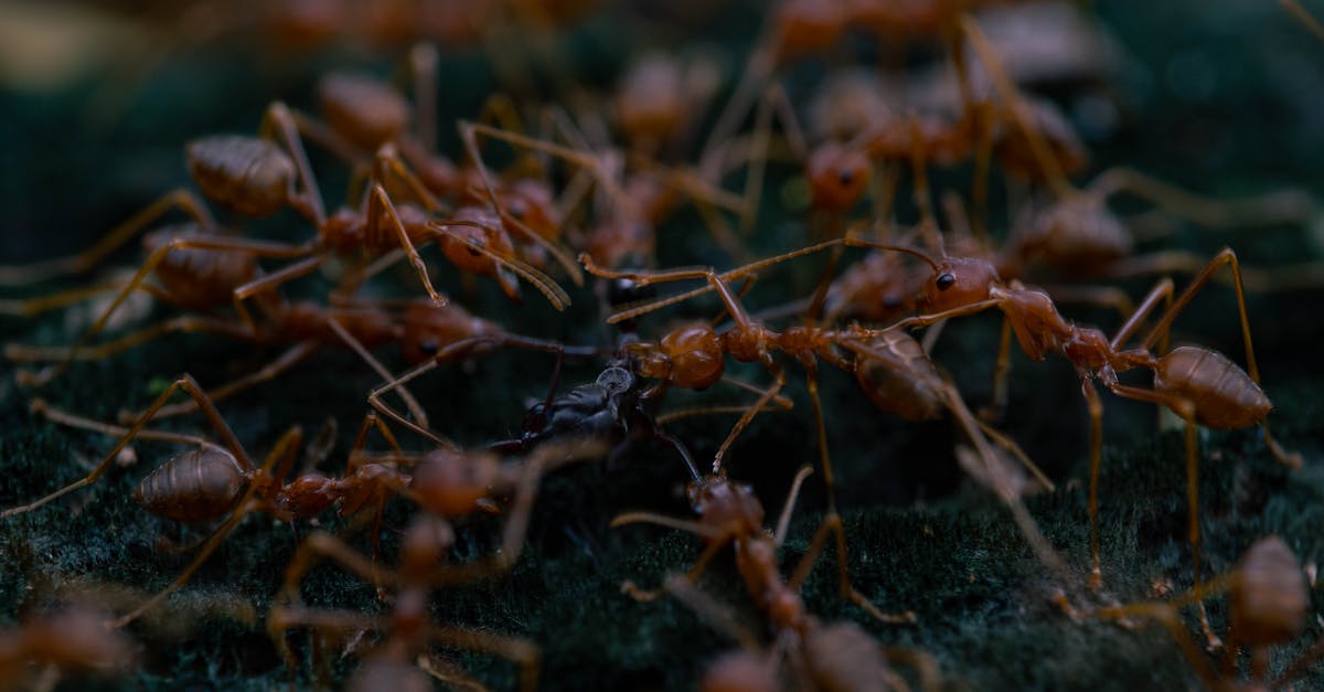 découvrez le monde fascinant des fourmis, ces insectes sociaux aux comportements complexes et essentiels à l'équilibre de la nature.